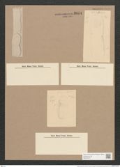 Amphora exsecta Grun. (de-Toni-Nr.: Genus 36, Species 1601) Zeichnungen Sammlung Grunow Nr. 3074 (NHMW-BOT-W0370477)